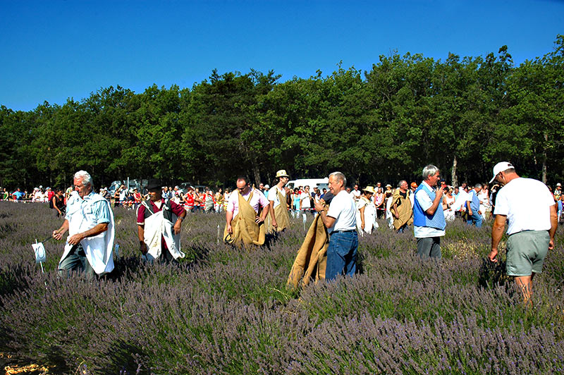 fête de la lavande sault