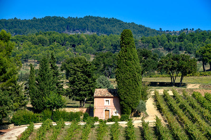 Paysage des monts de Vaucluse,cbanon et vignes, avec une pinède dans les monts de Vaucluse