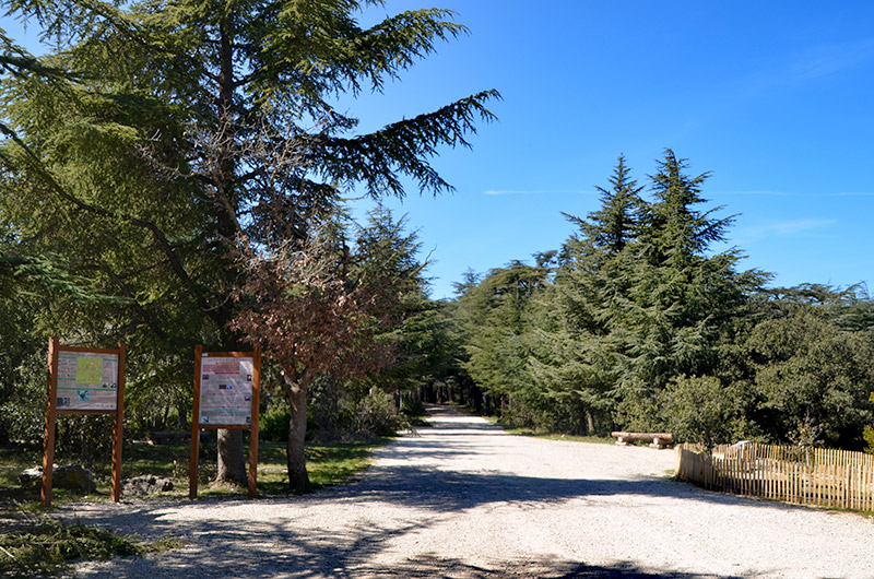 La foret des cedres luberon