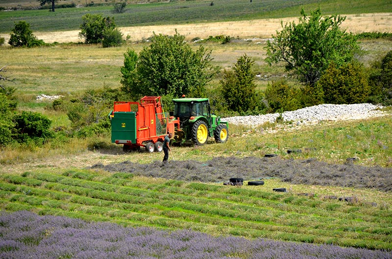 champs de lavande et boriessur le Plateau d'albion,Vaucluse