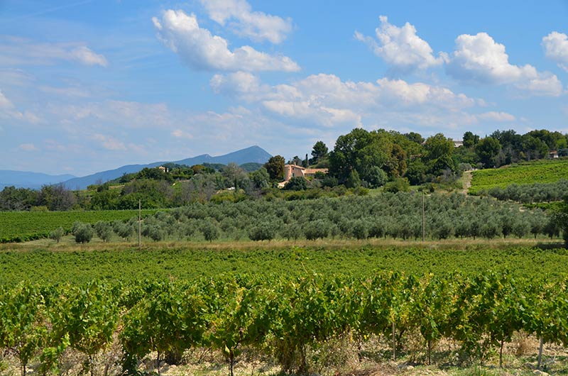 Le vignoble de Villedieu Appelation Côte du Rhône,Haut-Vaucluse,Galerie photos