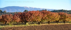 autonne-ventoux-cerisiers