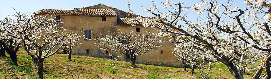 cerisiers en fleurs et vieux mas a Beaumont du Ventoux