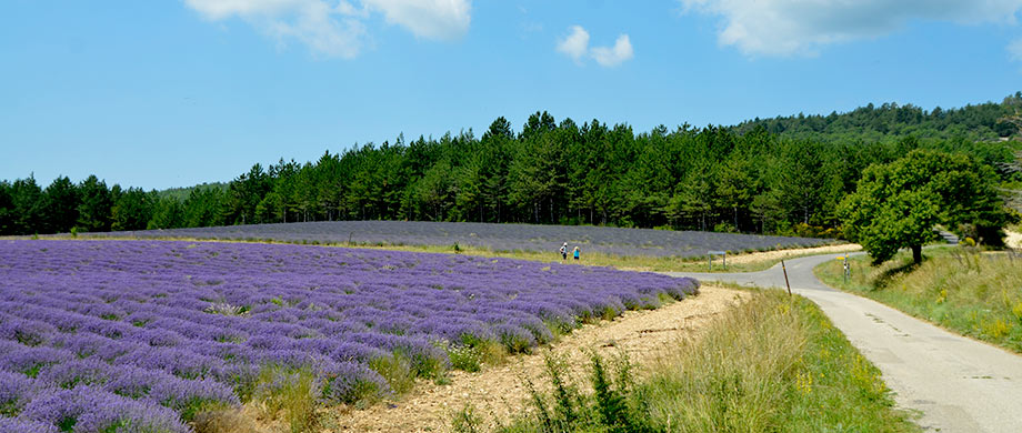 Le sentier des Lavandes entre Sault et Aurel, Vaucluse