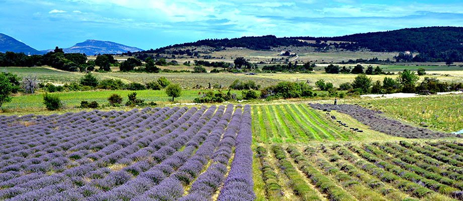 Bories et lavande sur  le plateau d'Albion entre saint-trinit, Ferrassière Et Aurel