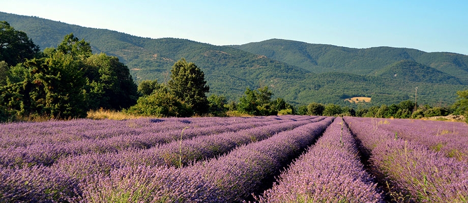 Lavande et Luberon